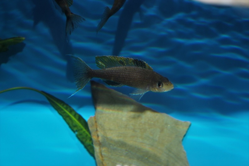 Paracyprichromis brieni 'Milima Island'